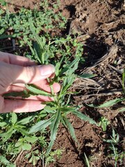 Senecio madagascariensis