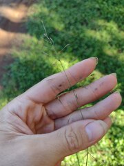 Eragrostis tenuifolia