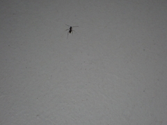 Paratrechina longicornis