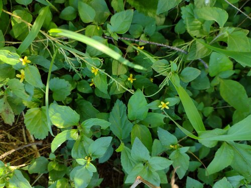 Calyptocarpus vialis observed 2022-12-26