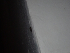 Paratrechina longicornis