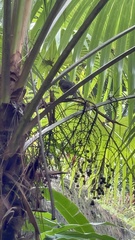 Loxigilla