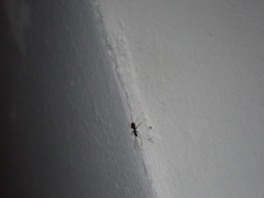 Paratrechina longicornis