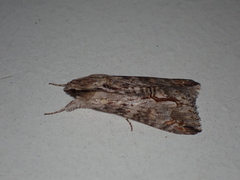 Melipotis acontioides