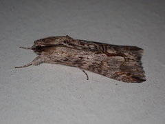 Melipotis acontioides