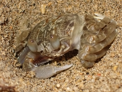 Ocypode pallidula