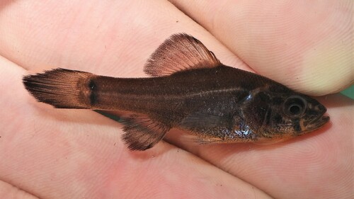 Yellowbelly Pirate Perch