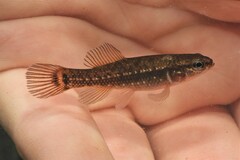 Umbra pygmaea
