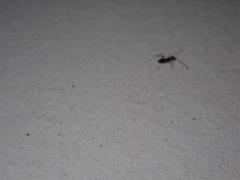 Paratrechina longicornis