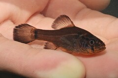 Aphredoderus sayanus