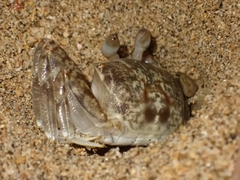 Ocypode pallidula