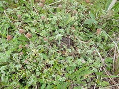 Acaena profundeincisa