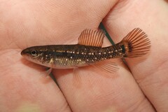 Umbra pygmaea