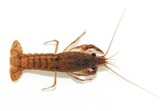 Procambarus