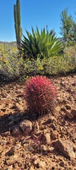 Ferocactus gracilis