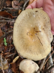 Cortinarius infractus