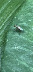Diaphorinae
