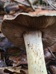 Cortinarius infractus