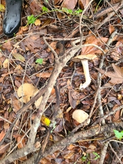 Cortinarius infractus