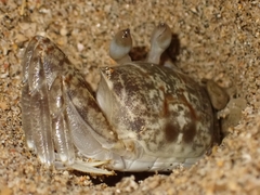 Ocypode pallidula