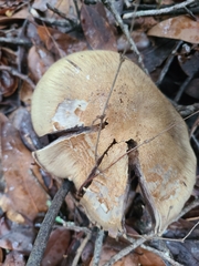Cortinarius infractus