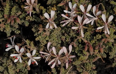 Pelargonium alternans