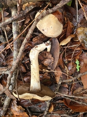 Cortinarius infractus
