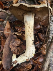 Cortinarius infractus