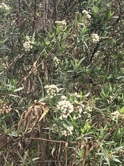 Baccharis salicifolia