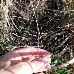 Eragrostis elliottii
