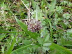 Acaena profundeincisa