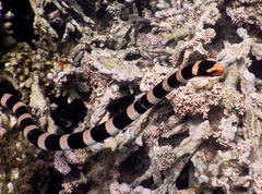 Laticauda saintgironsi