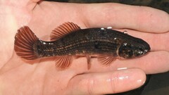 Umbra pygmaea
