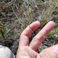 Eragrostis atrovirens