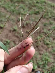Dichanthium annulatum annulatum