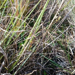 Eragrostis atrovirens