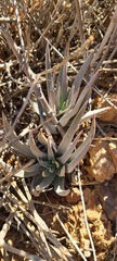 Dudleya cultrata