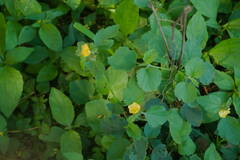 Malvastrum americanum