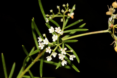 Platysace ericoides
