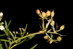 Platysace ericoides