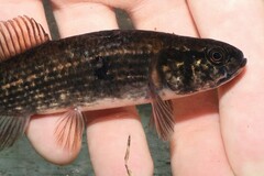 Umbra pygmaea