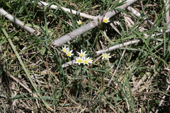 Nothoscordum bonariense