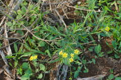 Senecio madagascariensis