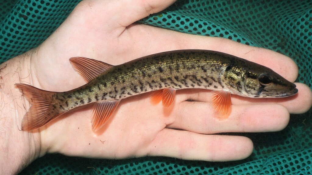 Redfin Pickerel