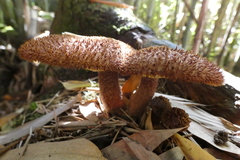 Tricholomopsis scabra