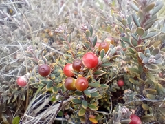 Acrothamnus colensoi