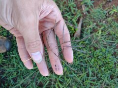 Dichanthium annulatum annulatum