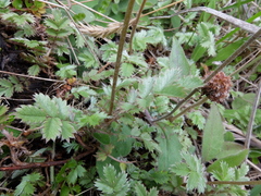 Acaena profundeincisa