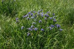 Iris setosa