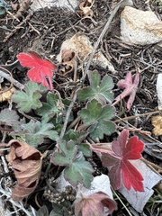 Geranium caespitosum